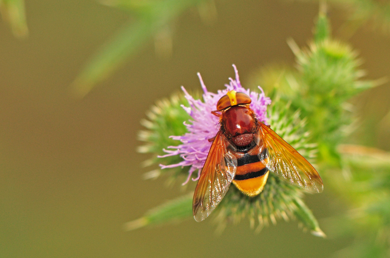 Volucella zonaria F (Syrphidae).